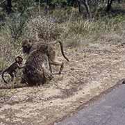 Baboon family, Kruger National Park